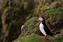 Puffin - E